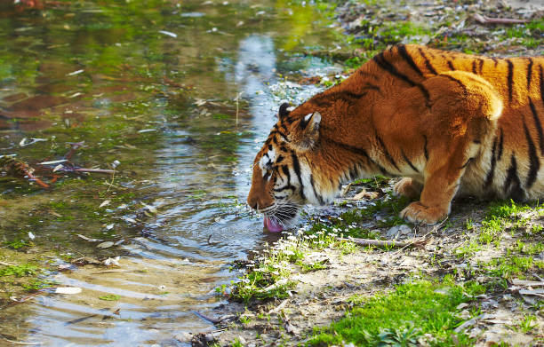 Sundarban