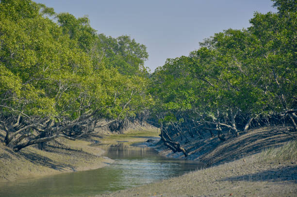 Sunderbans 2
