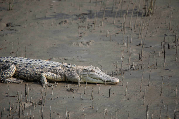 Sunderbans 4