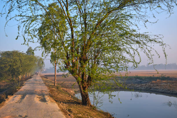 Sunderbans 5