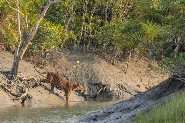 Sunderbans 6